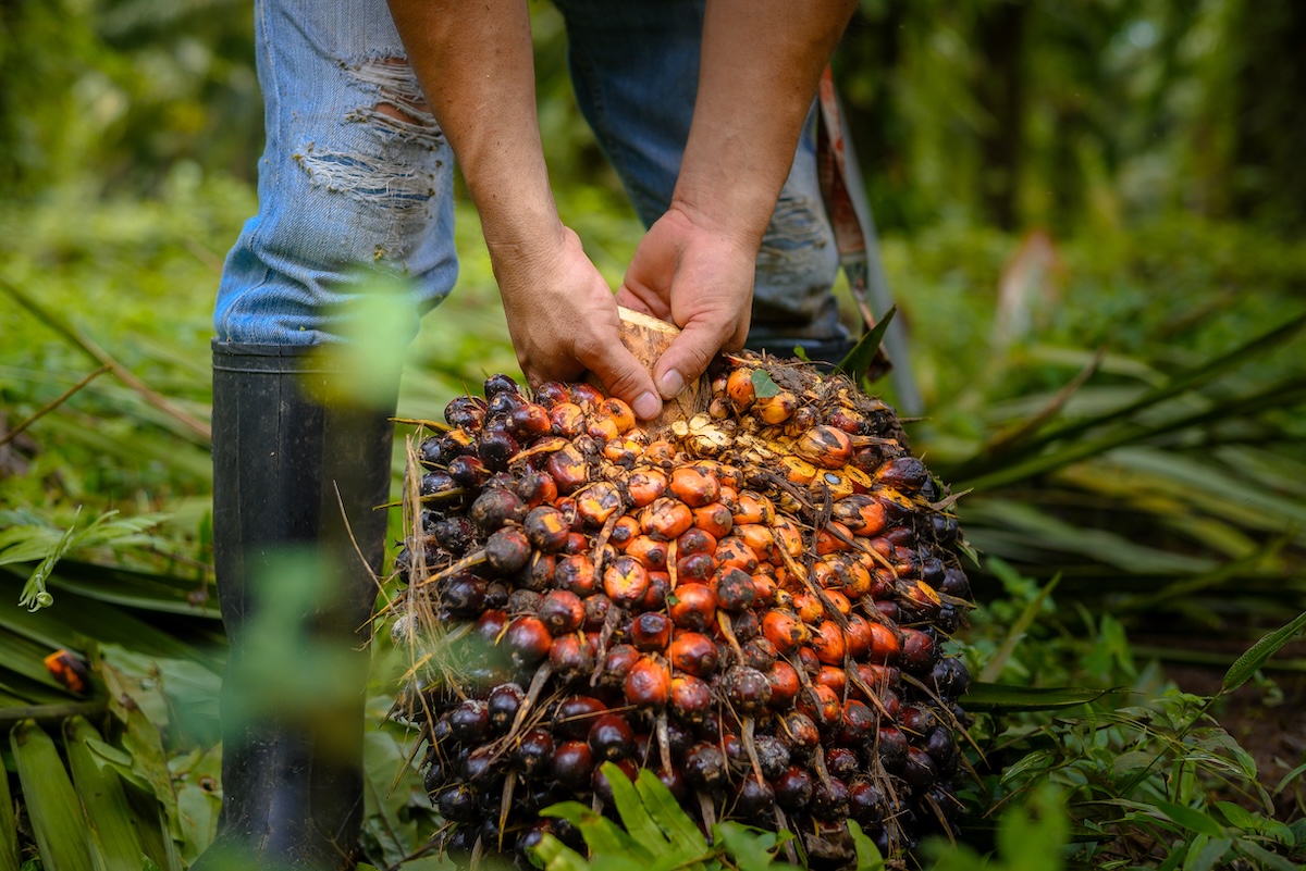 palm oil peru 2024 freshfruitbunch
